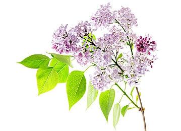 《WHAT THE CAR?》Steam页面上线 年内发售